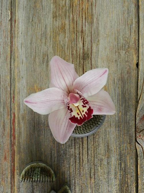 8-1LIGHT PINK CYMBIDIUM